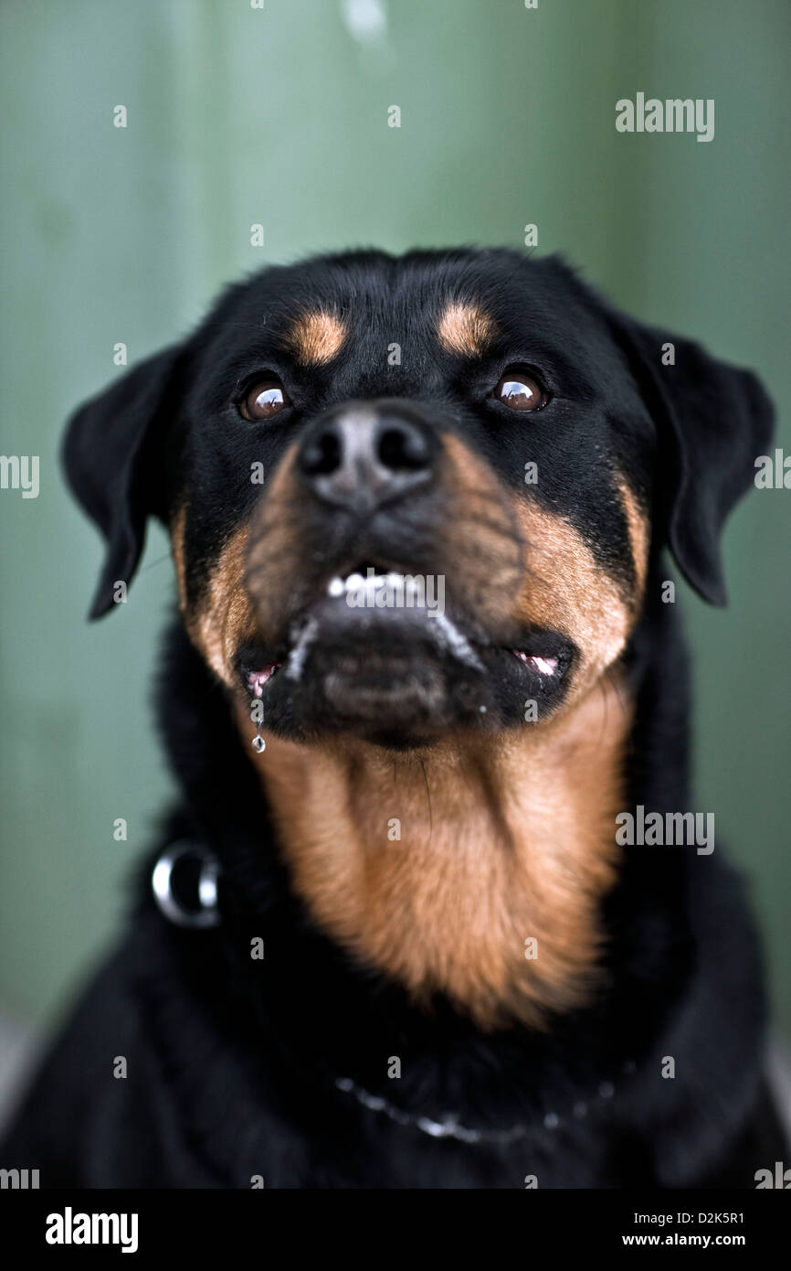 Rottweiler perro, animal vertical mirando hacia arriba Foto de stock