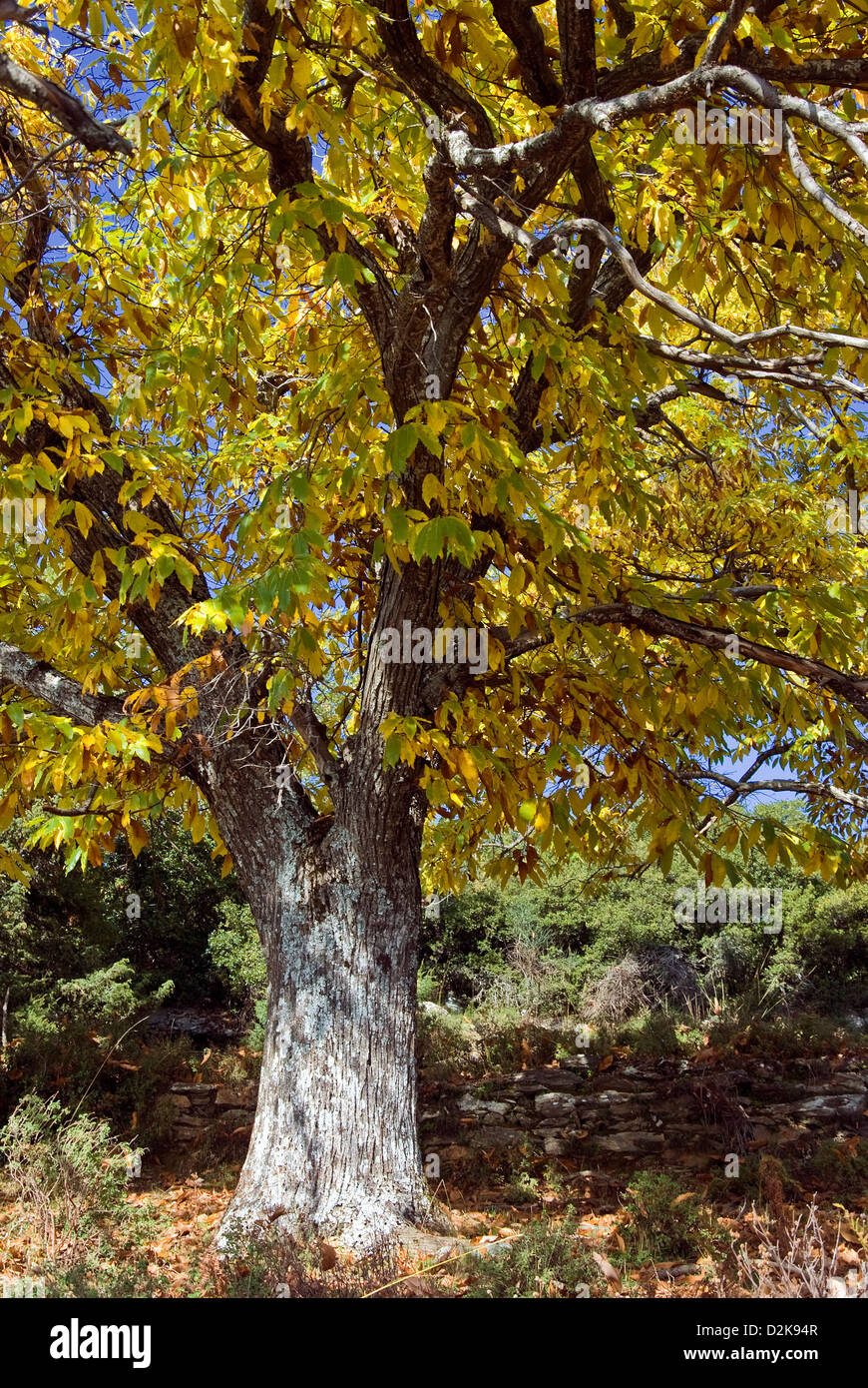 Castaño con hojas de otoño Foto de stock