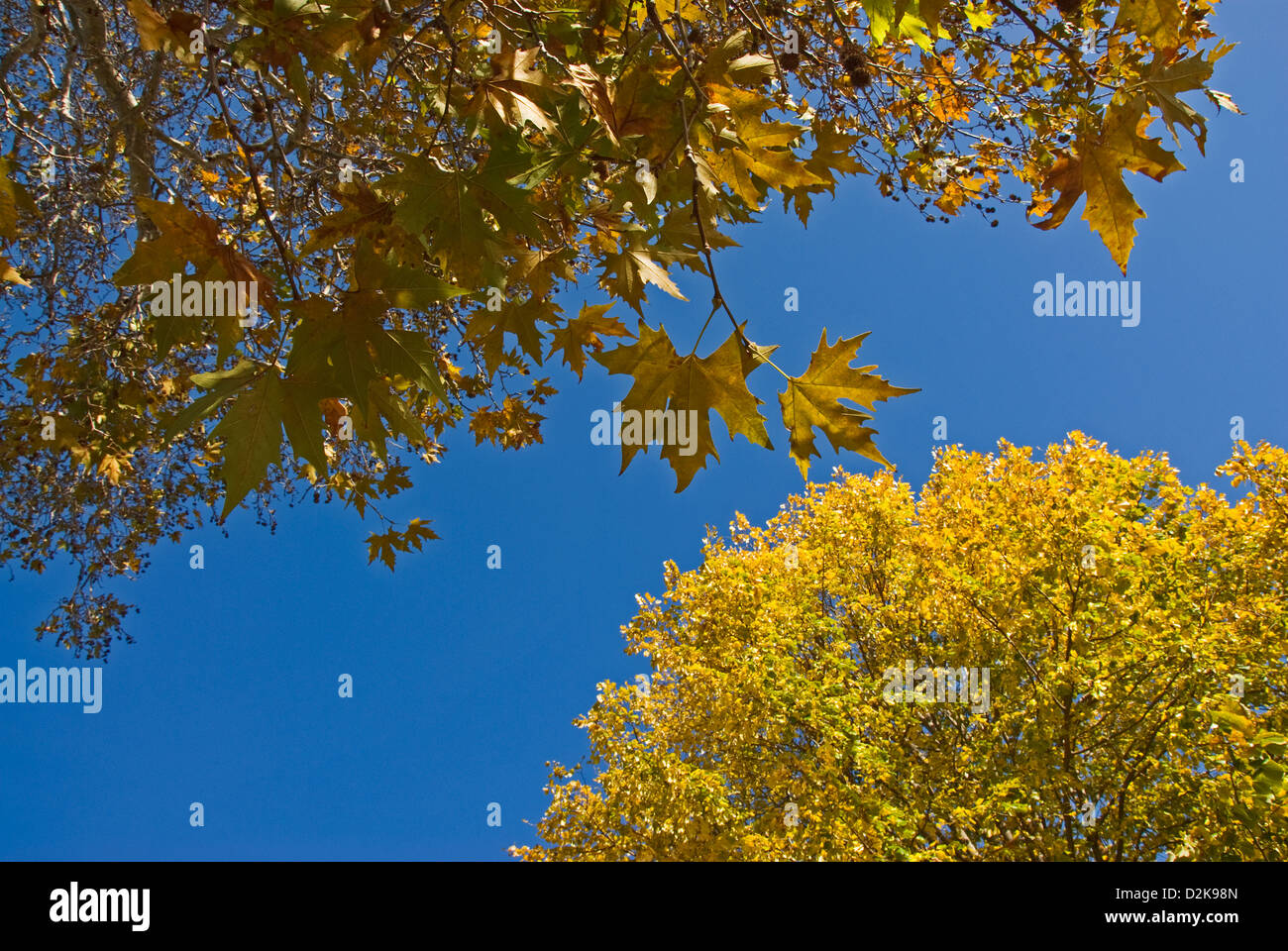 El follaje de otoño amarillo contra el cielo azul Foto de stock