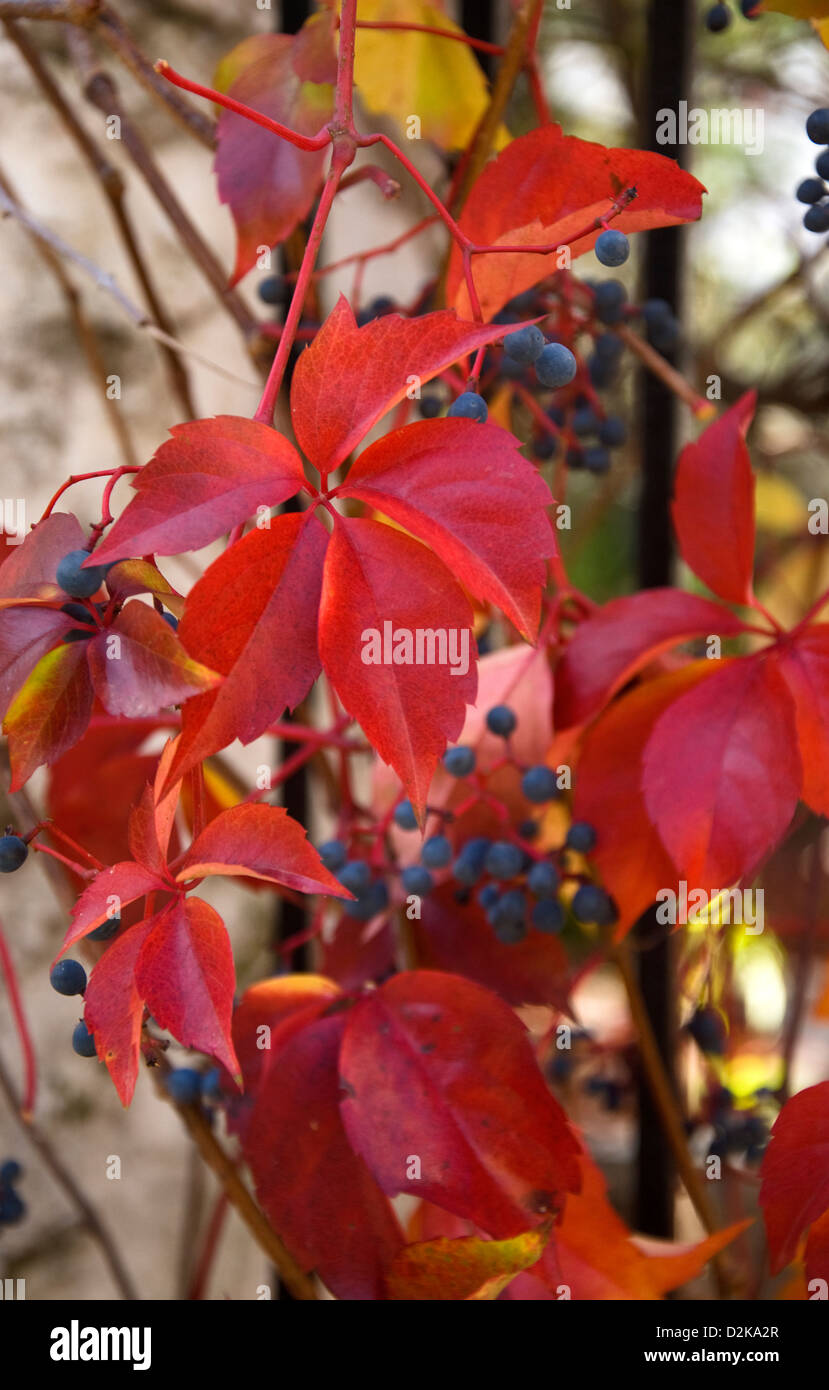 Virginia creeper (Parthenocissus quinquefolia) con follaje de otoño y bayas Foto de stock