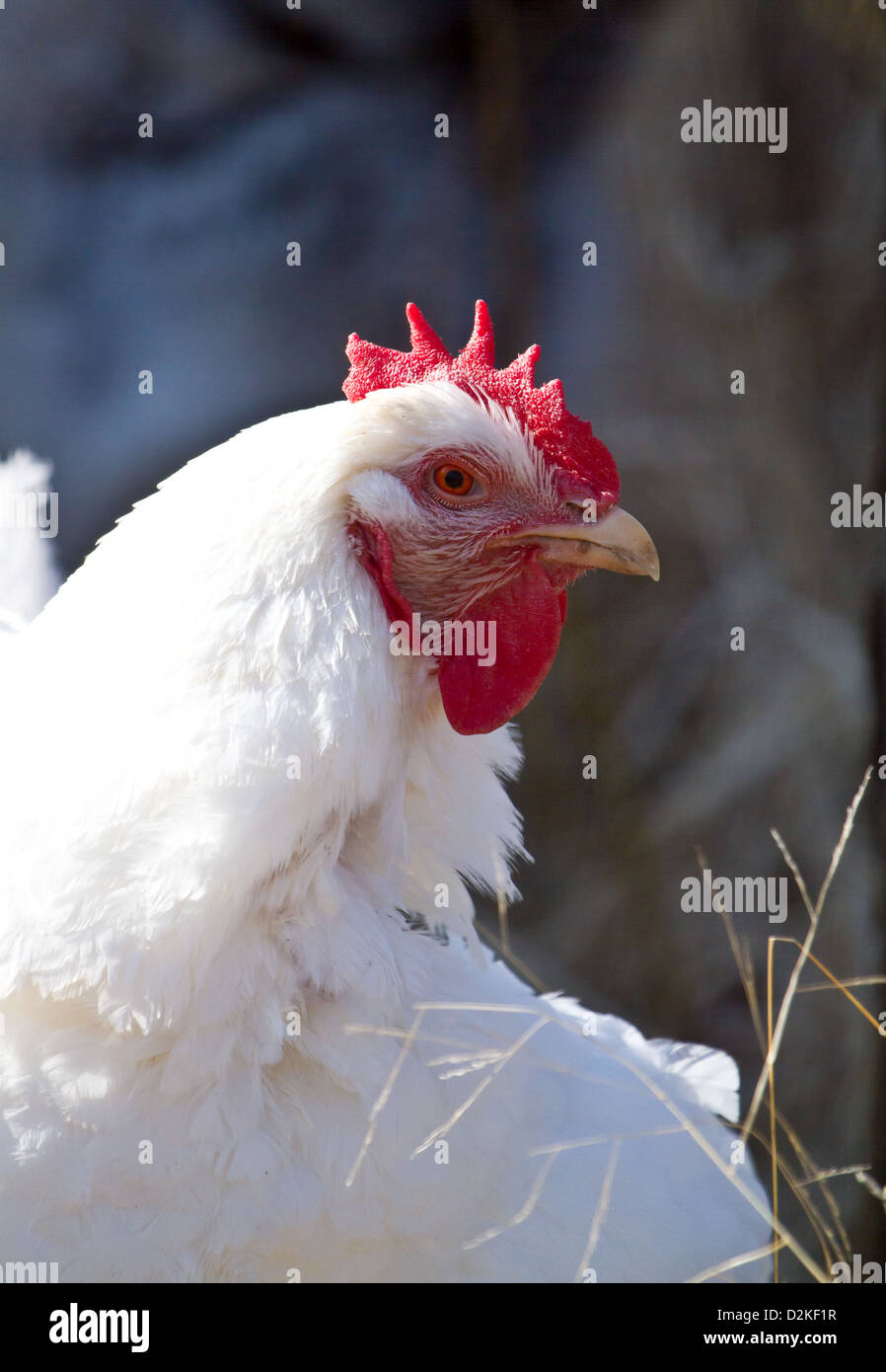 Gallina Blanca Foto de stock