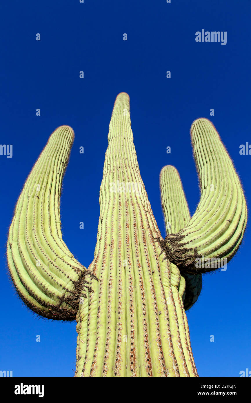 En gigantescos cactus saguaro N.P. , Arizona, EE.UU. Foto de stock