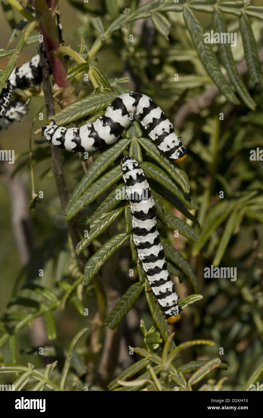 Polilla emperadora rosada fotografías e imágenes de alta resolución - Alamy