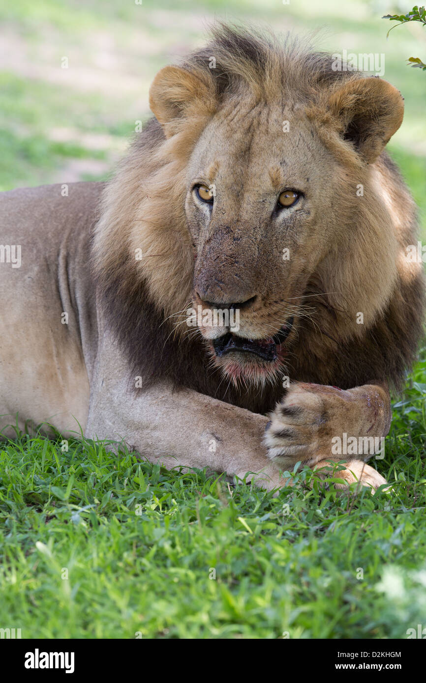 León comodín retrato, África, Zambia Foto de stock
