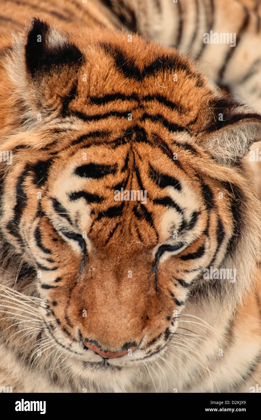 Tigre en el Refugio de Animales Silvestres, Keenesburg, Colorado, EE.UU. Foto de stock