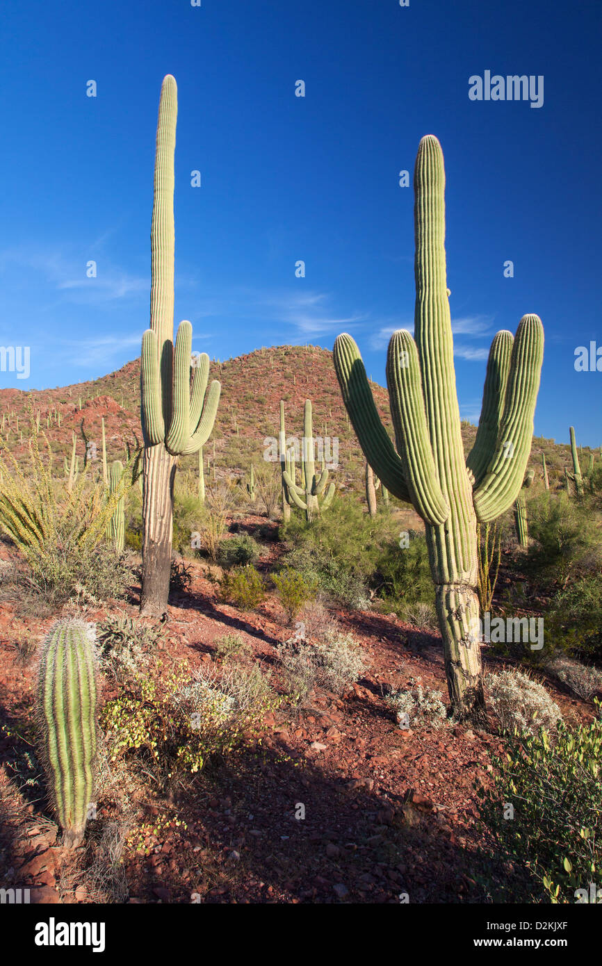 Cactus gigantes en el Saguaro N.P. , Arizona, EE.UU. Foto de stock