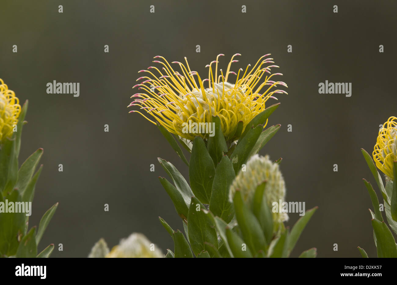 Acerico Green Tree (Leucadendron conocarpodendron ssp. viridum) Un raro protaea endémica, Cape, Sudáfrica. Foto de stock