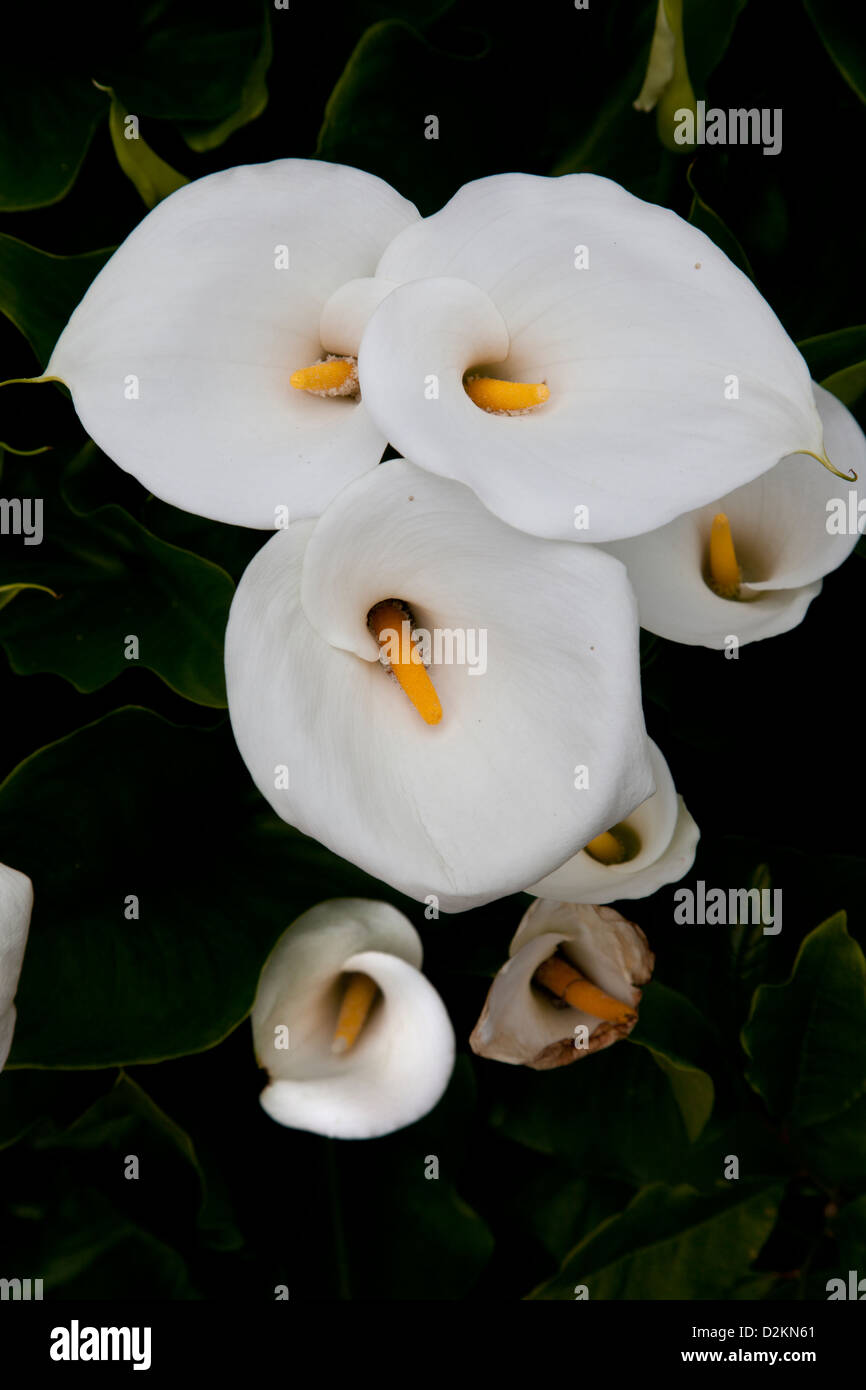 Flor pato fotografías e imágenes de alta resolución - Alamy