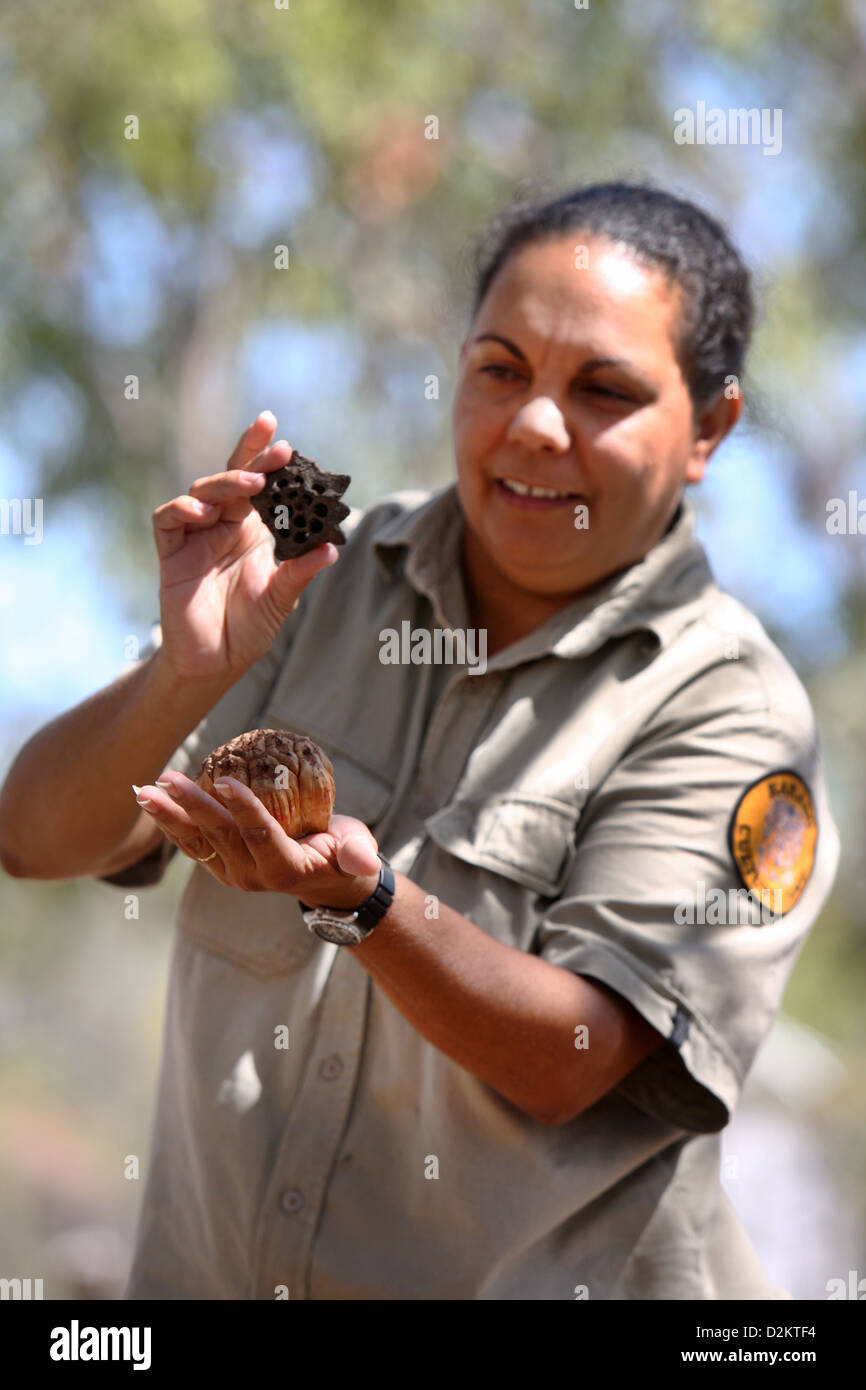 Guía aborigen Jenny Hunter durante un bush tucker tour. Parque Nacional Kakadu, el Territorio del Norte, Australia. Foto de stock