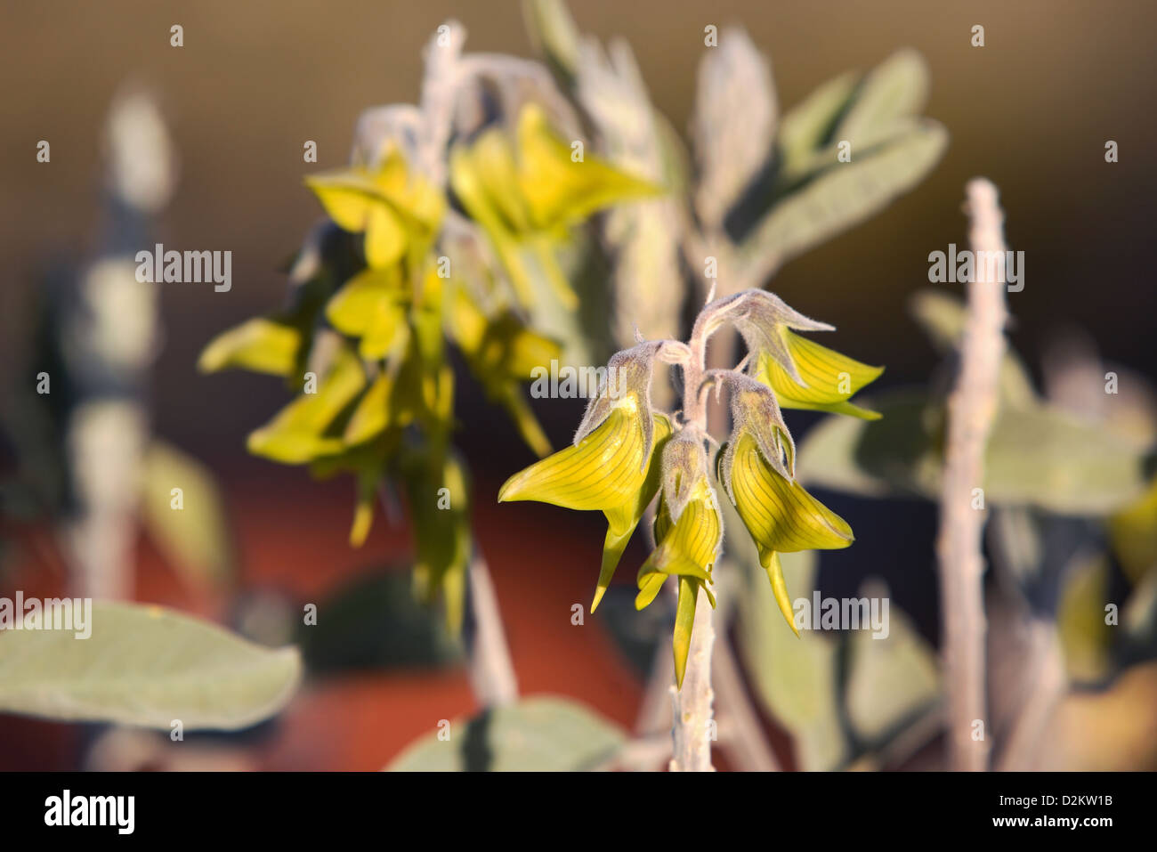 Flor de pájaro verde (Crotalaria Cunninghamii). En el centro de Australia. Foto de stock