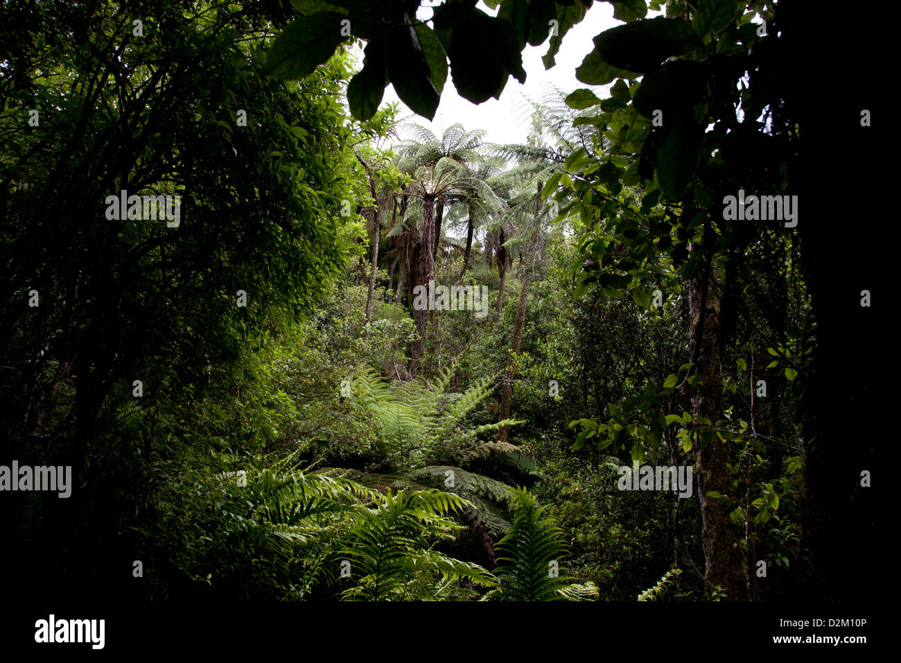Nueva Zelanda deja flora forestales nativos patrimonio Lugares De viaje Foto de stock