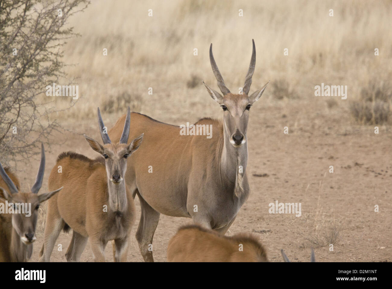 Grupo de eland común (Taurotragus oryx) del desierto de Kalahari, Sudáfrica Foto de stock