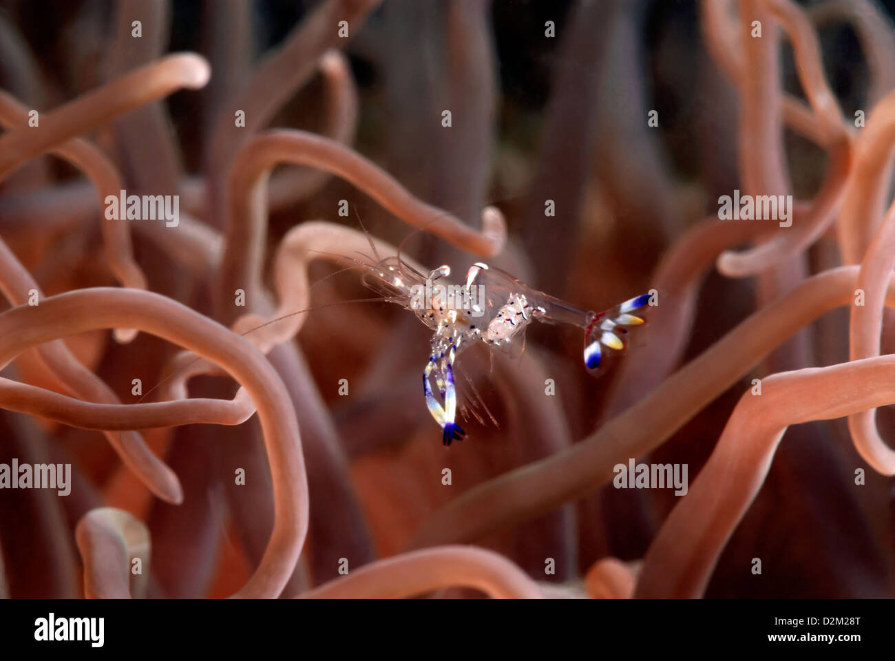 Camarones comensales Periclimenes sp Loloata en anémonas, Port Moresby, en el centro de Provence, Papua Nueva Guinea, Mar del Coral, Océano Pacífico Foto de stock