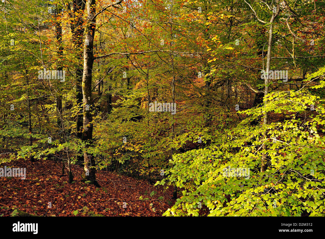 Otoño de color en el otoño en bosques de amplia dejados en Escocia Foto de stock