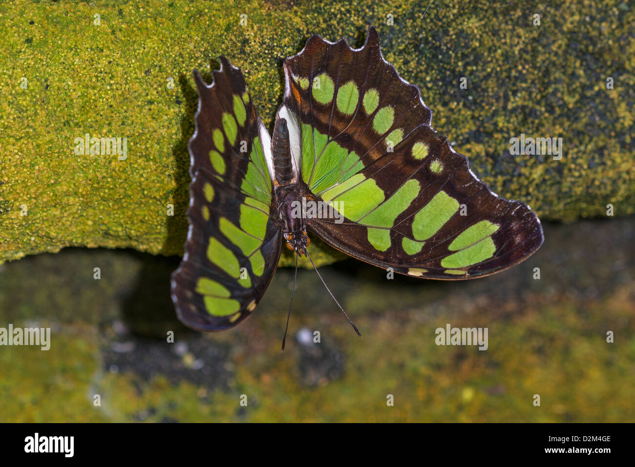 Un adulto Malaquita butterfly Foto de stock