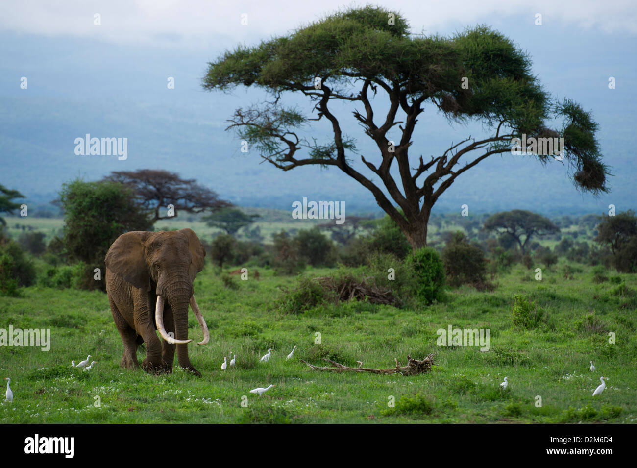 Elefante africano (Loxodonta africana africana), Parque Nacional de Amboseli, Kenia Foto de stock