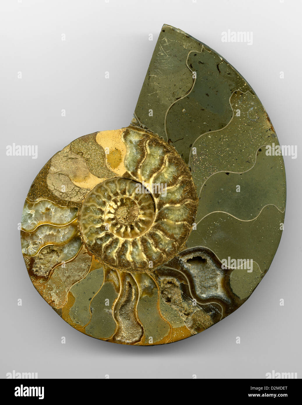 Sección transversal de ammonites fósiles con cristales de Calcita, Hoplitidae Cleoniceras sp.,. Lago Tritriva Región, Madagascar, África. Foto de stock
