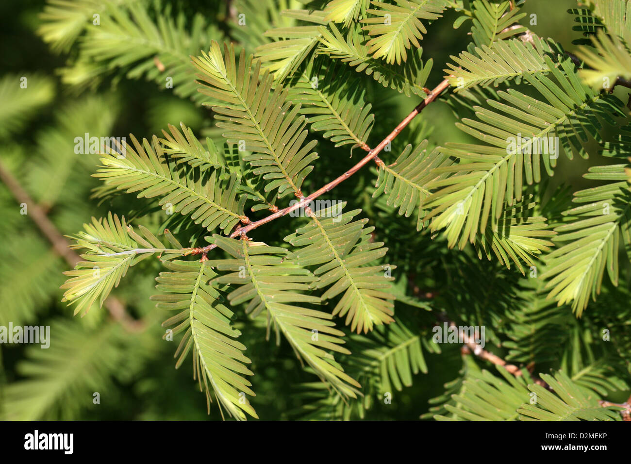 Amanecer Metasequoia glyptostroboides secuoya, Cupressaceae. Al oeste de China. Foto de stock