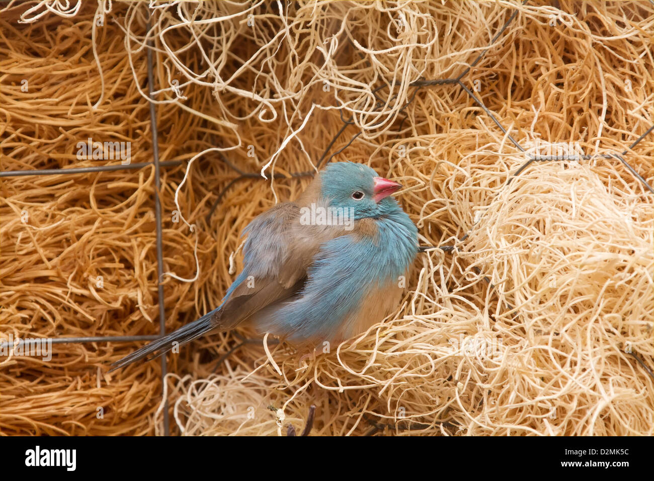 Blue-breasted Cordon-bleu Finch. Uraeginthus angolensis. Fotografiado en cautividad. Foto de stock