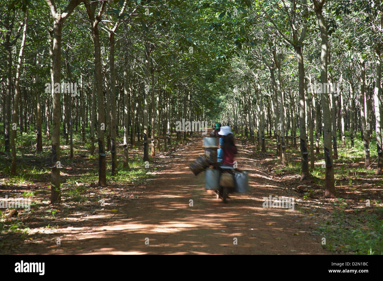 Los trabajadores de goma conduciendo a través de plantaciones de caucho, Kampong Cham, Camboya, Indochina, en el sudeste de Asia, Asia Foto de stock