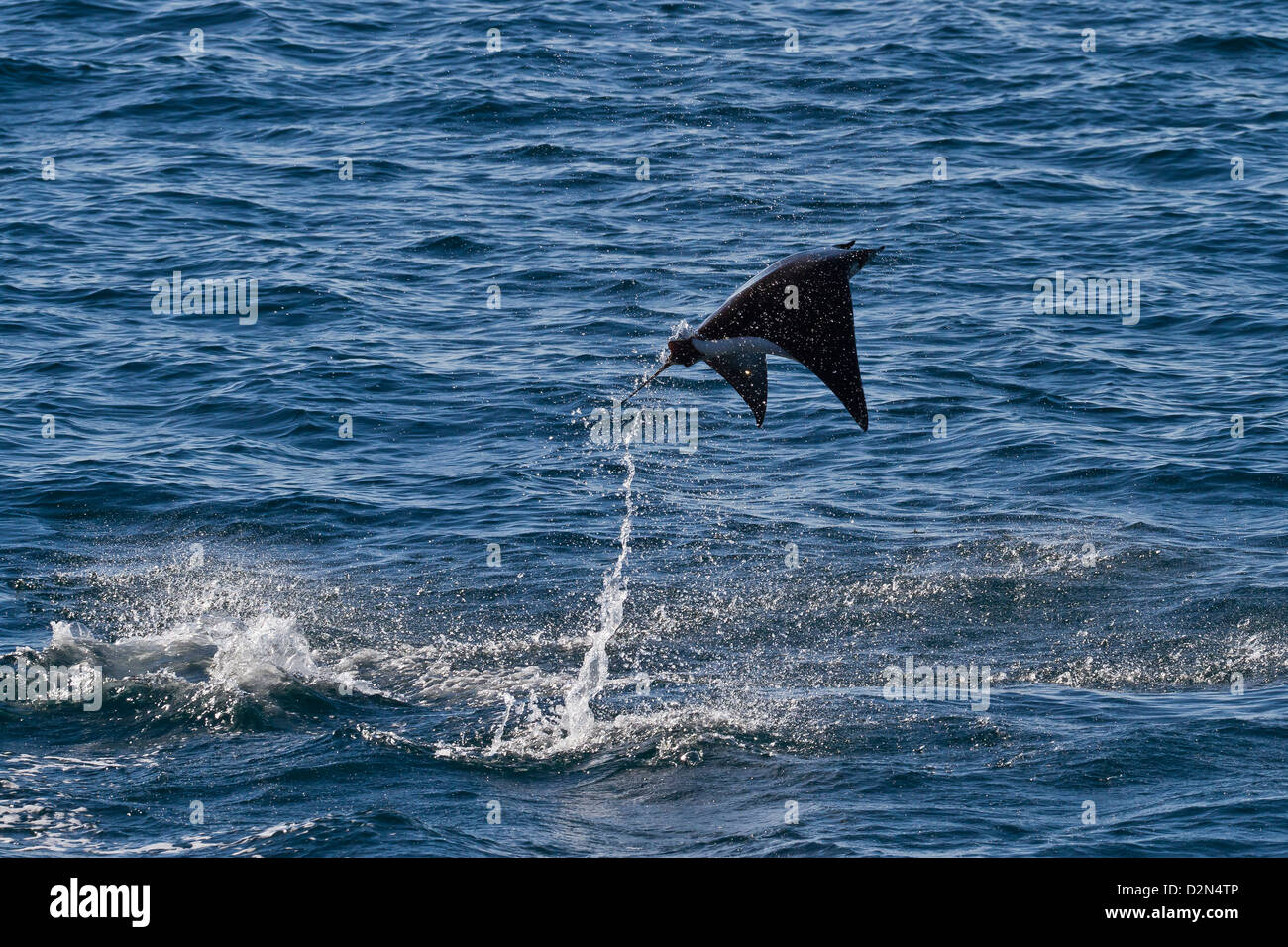 Adulto spinetail mobula saltando de Isla Espiritu Santo, Golfo de California (Mar de Cortés), Baja California Sur, México Foto de stock