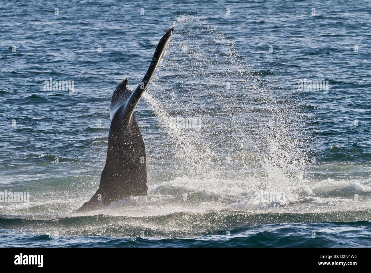 La ballena jorobada (Megaptera novaeangliae) cola bofetada, Golfo de California (Mar de Cortés), Baja California Sur, México Foto de stock
