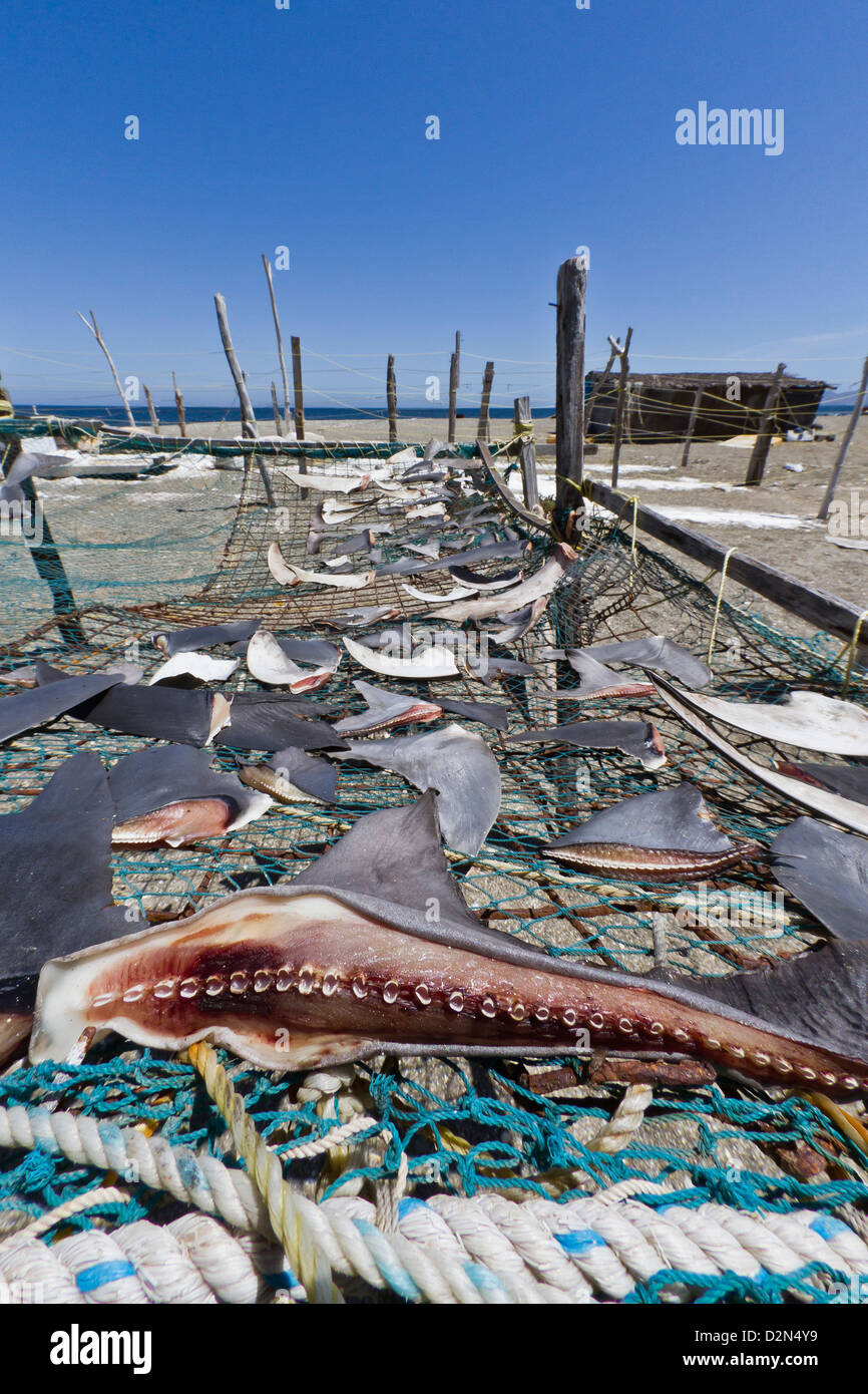 Las aletas de tiburón secándose al sol, el Golfo de California (Mar de Cortés), Baja California Sur, México, América del Norte Foto de stock