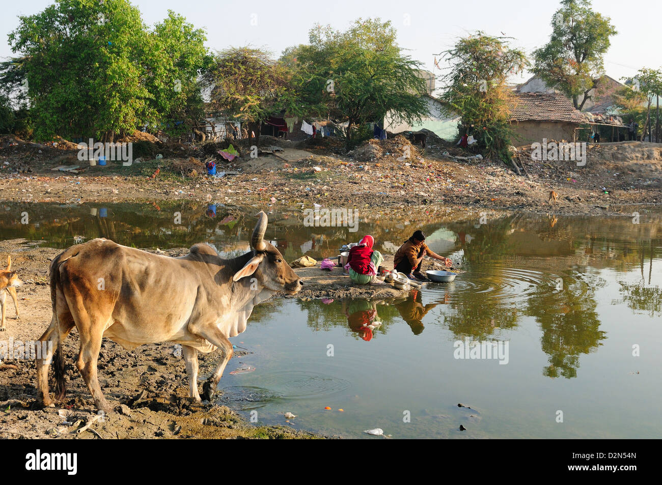 El lavado de los buques en aguas estancadas de la charca también utilizado por el ganado, detrás de casas, Gujarat, India, Asia Foto de stock