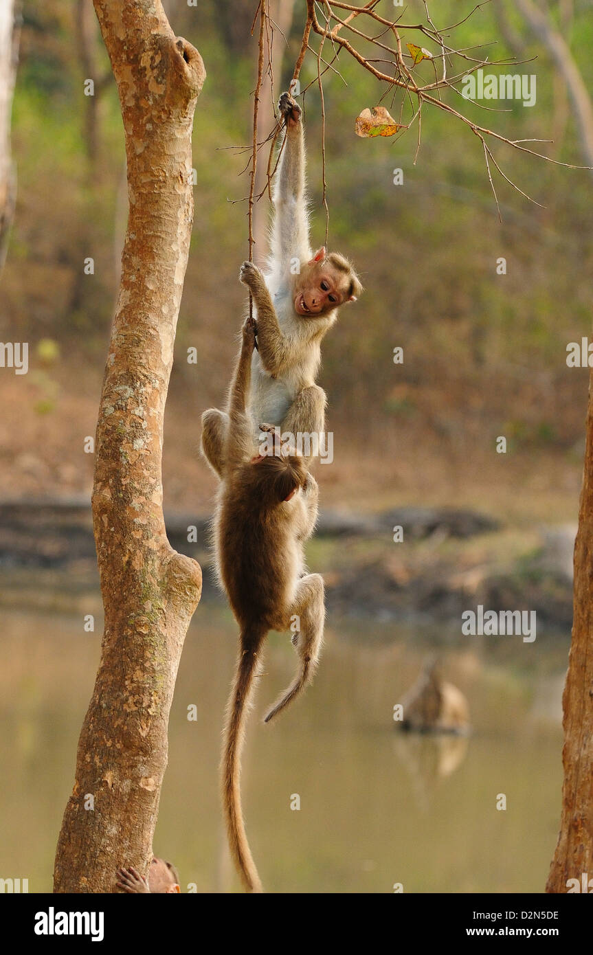 Capot macacos jugando, Karnataka, India, Asia Foto de stock