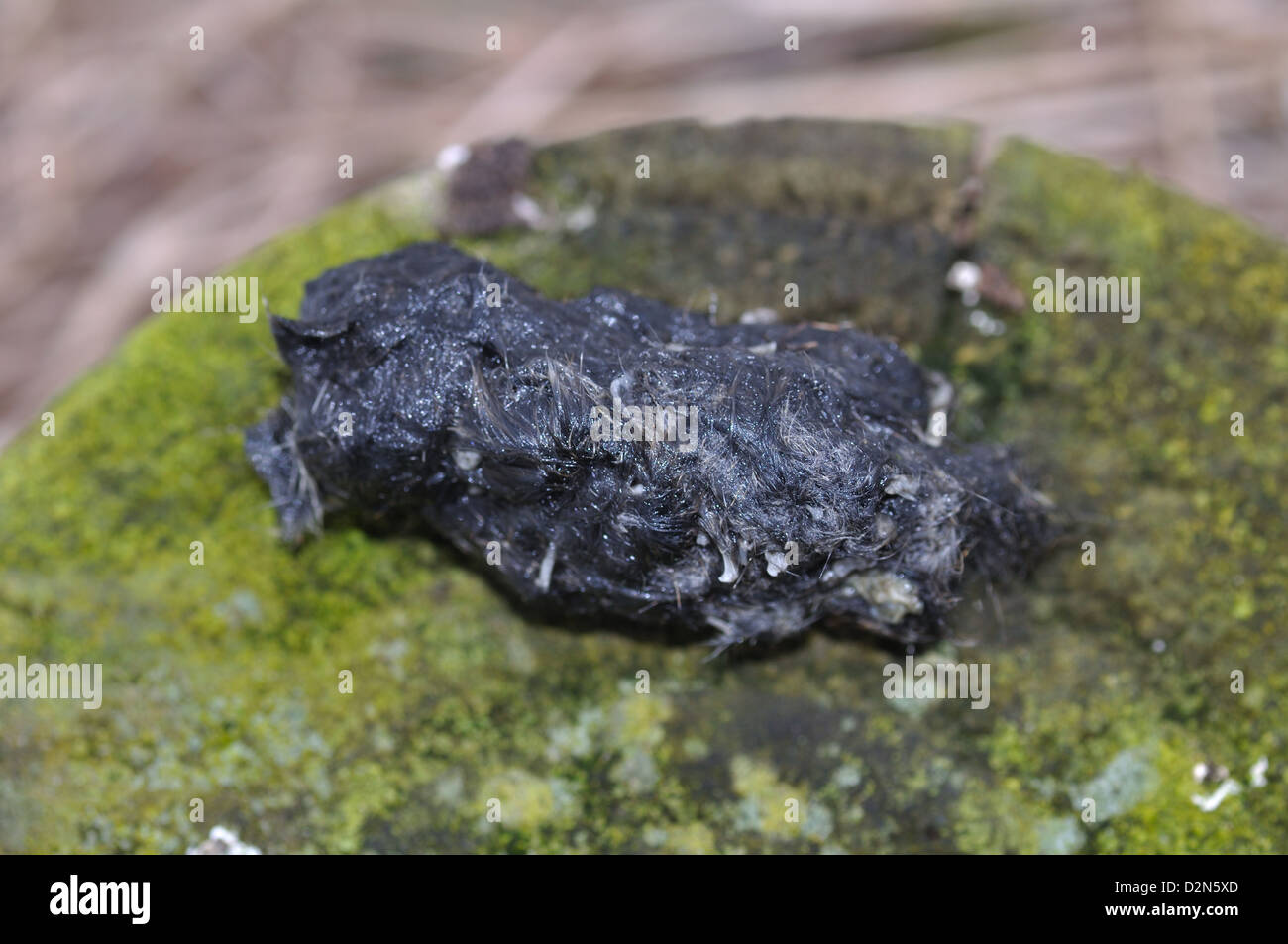 Una regurgitación de pellet de un búho de orejas cortas Foto de stock