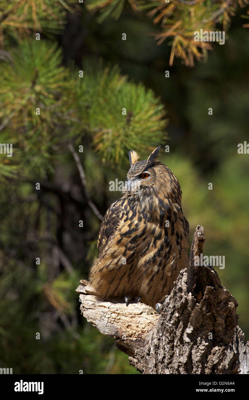 El águila búho euroasiático (Bubo bubo), Bearizona Wildlife Park, Williams, Arizona, Estados Unidos de América, América del Norte Foto de stock