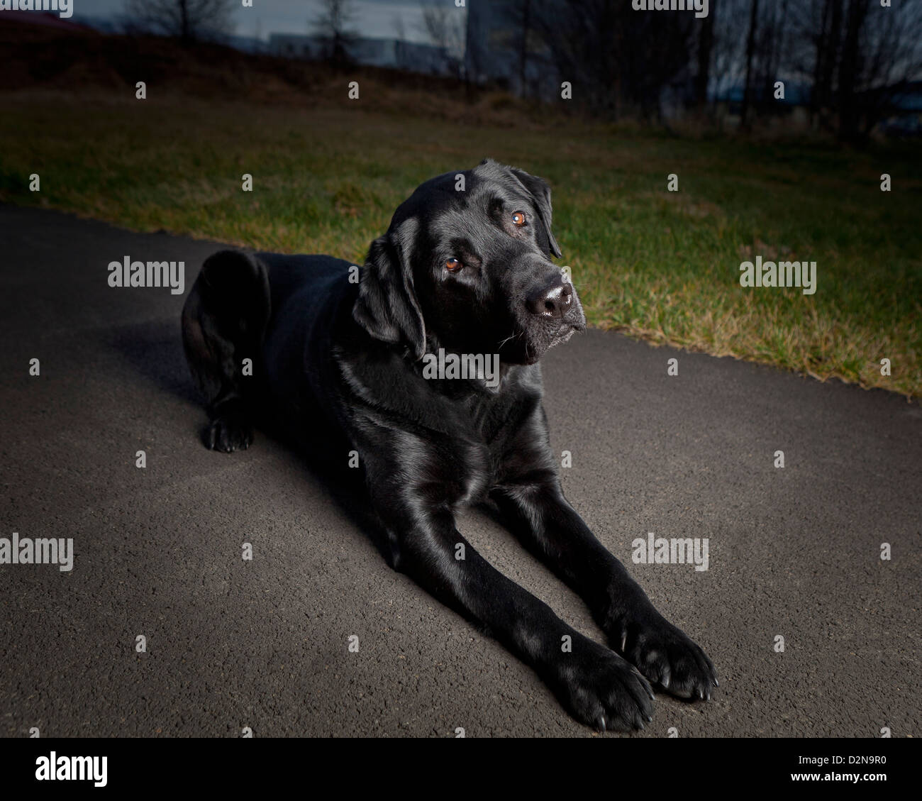 Labrador Retriever negro acostado. Macho joven perro guía para los ciegos. Foto de stock