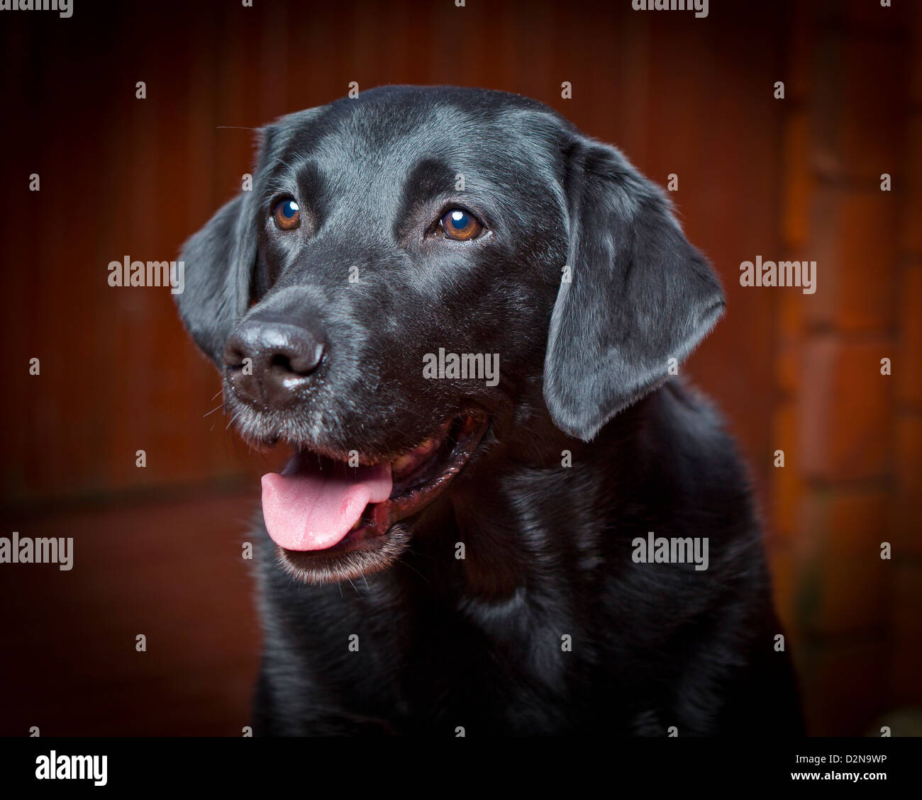 Labrador Retriever negro. Macho joven perro guía para los ciegos. Foto de stock