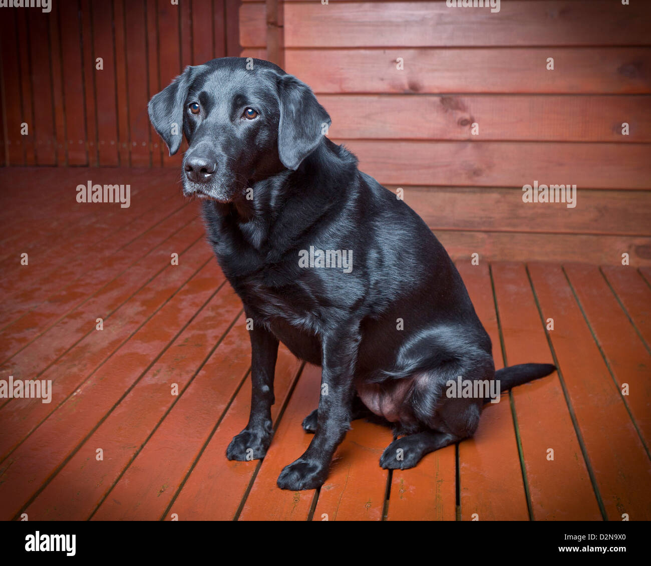 Labrador Retriever negro.macho joven perro guía para los ciegos Foto de stock
