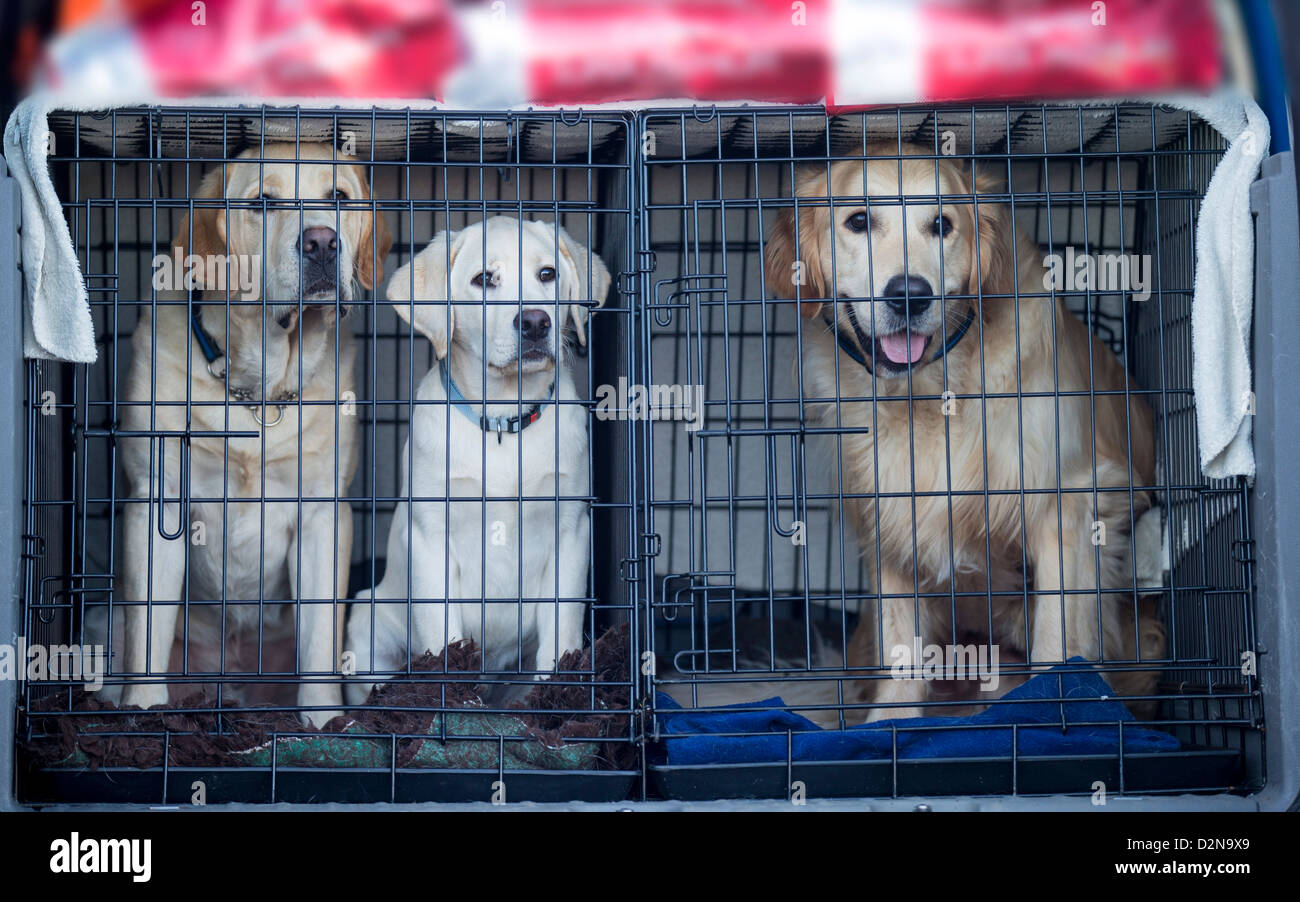 Amarillo, Blanco Labrador Retriever y Golden Retriever.jóvenes perros guía son transportados a las sesiones de formación. Foto de stock