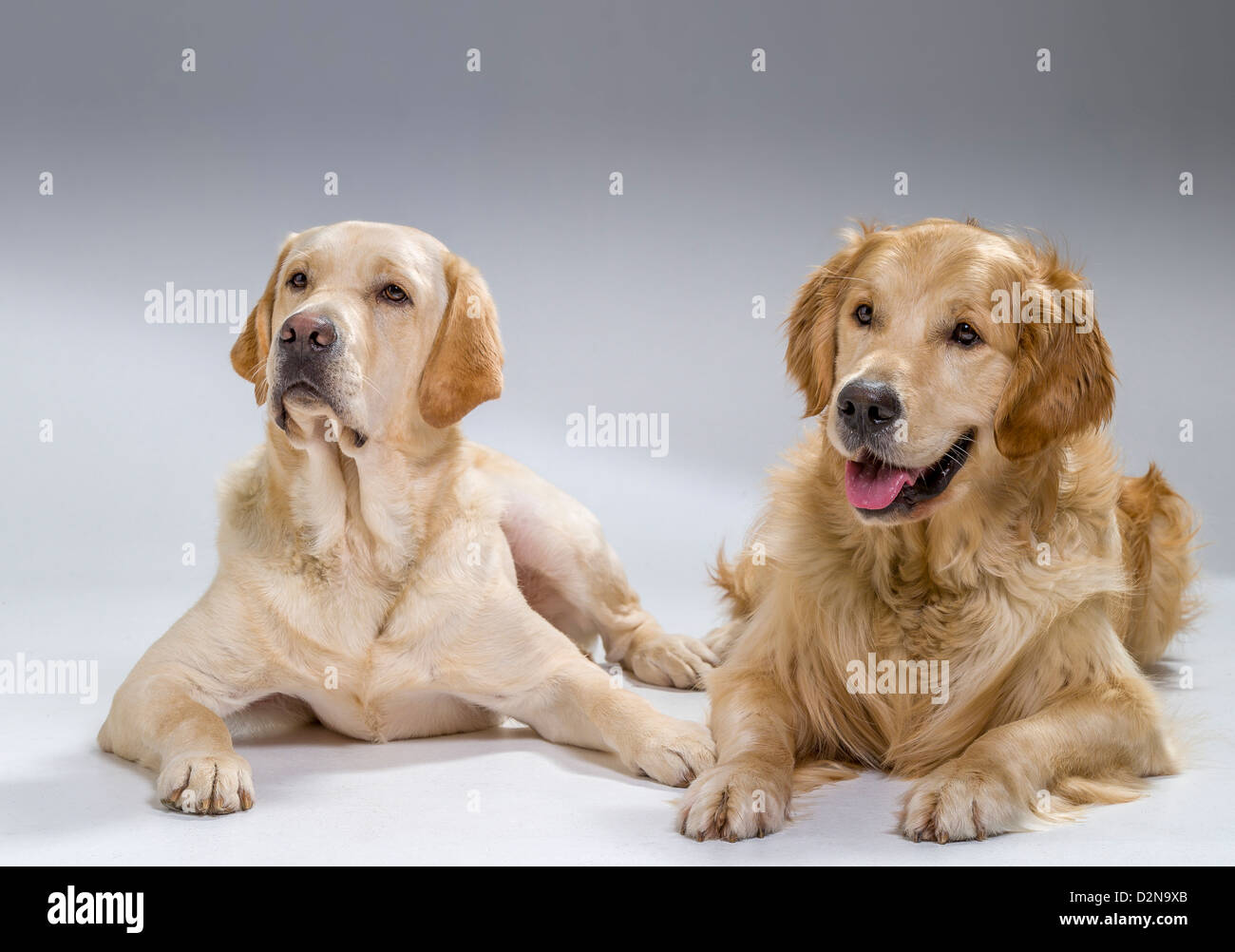 Retrato de un Golden Retriever y Labrador Retriever amarillo acostado. Los jóvenes perros guía en la formación. Foto de stock
