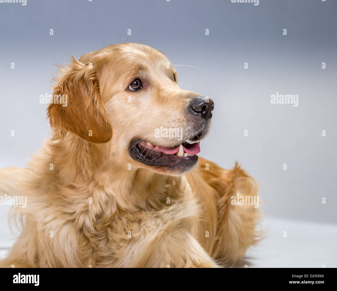 Retrato de joven Golden Retriever.macho perro guía para los ciegos Foto de stock