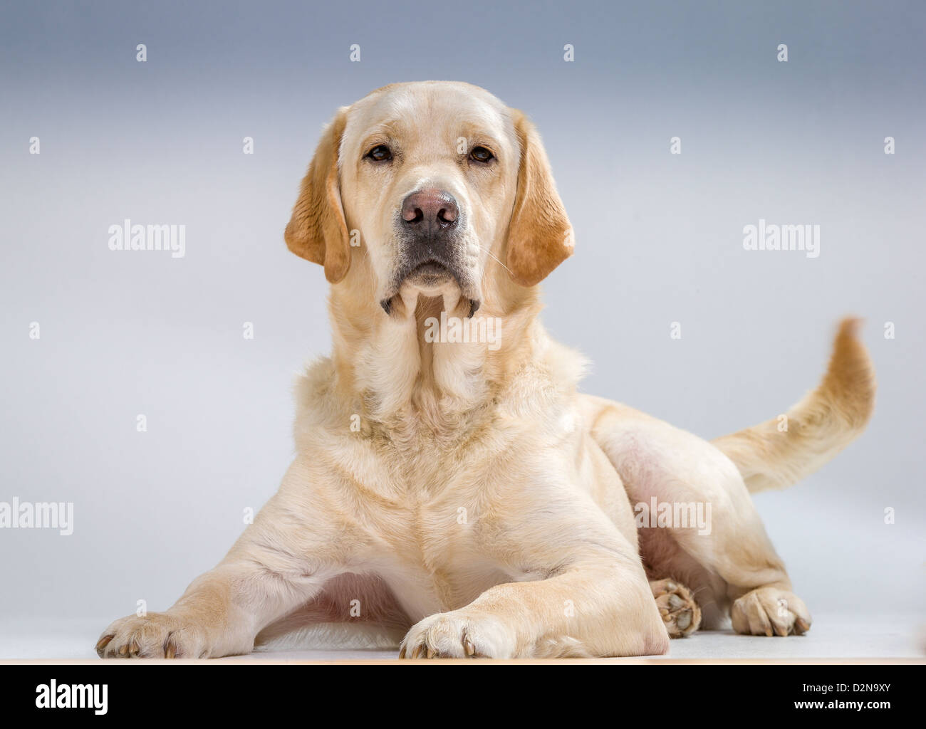 Retrato de Labrador Retriever Blanco acostado. Macho perro guía para los ciegos. Foto de stock