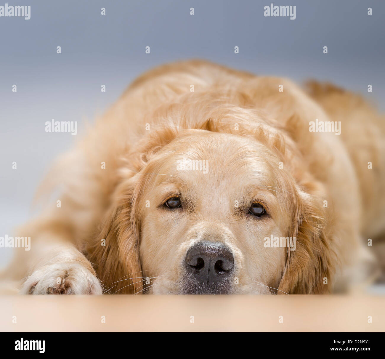Golden Retriever joven acostado. Macho perro guía para los ciegos. Foto de stock