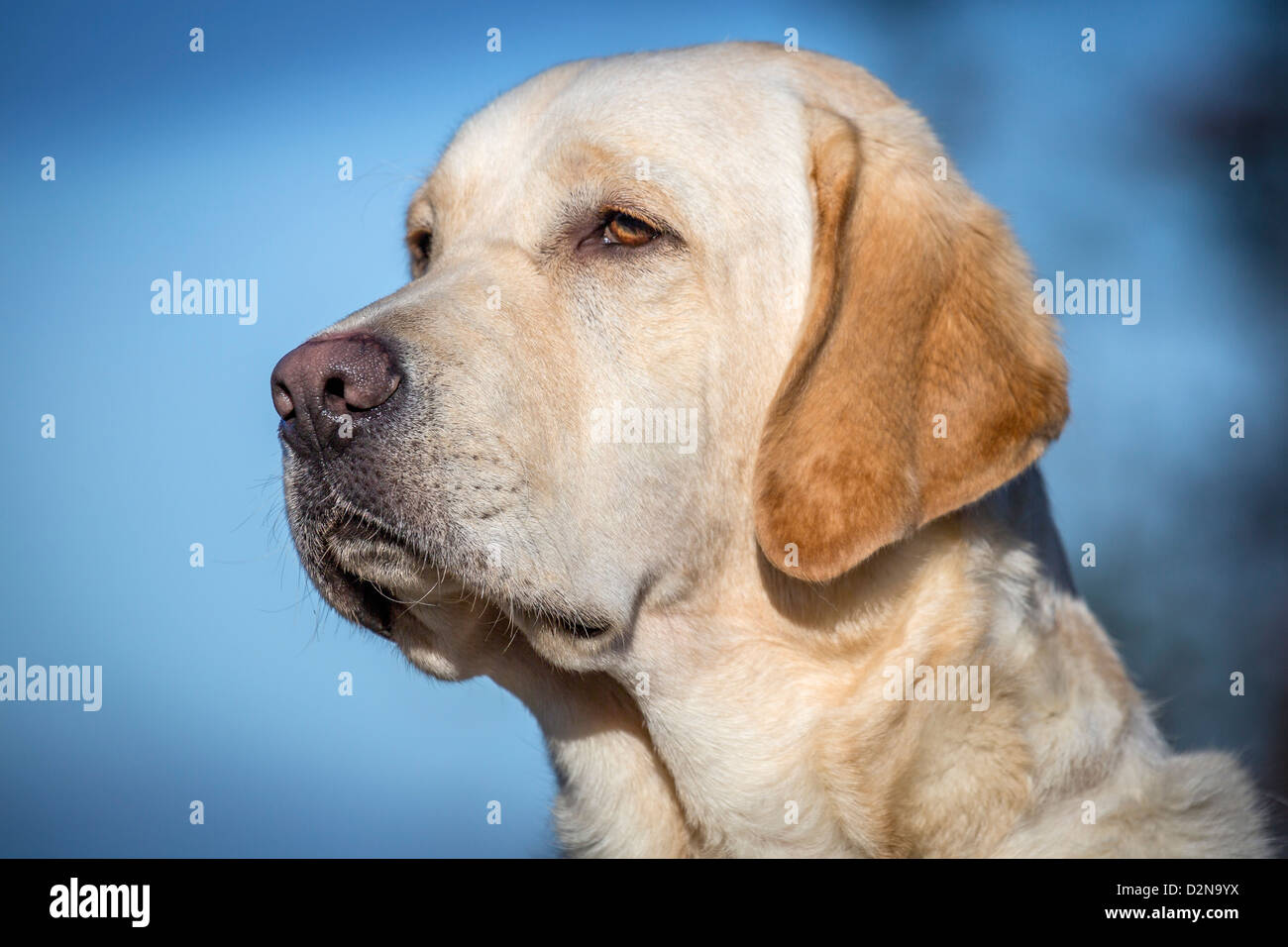 Retrato de Labrador Retriever amarillos. Macho perro guía para los ciegos Foto de stock