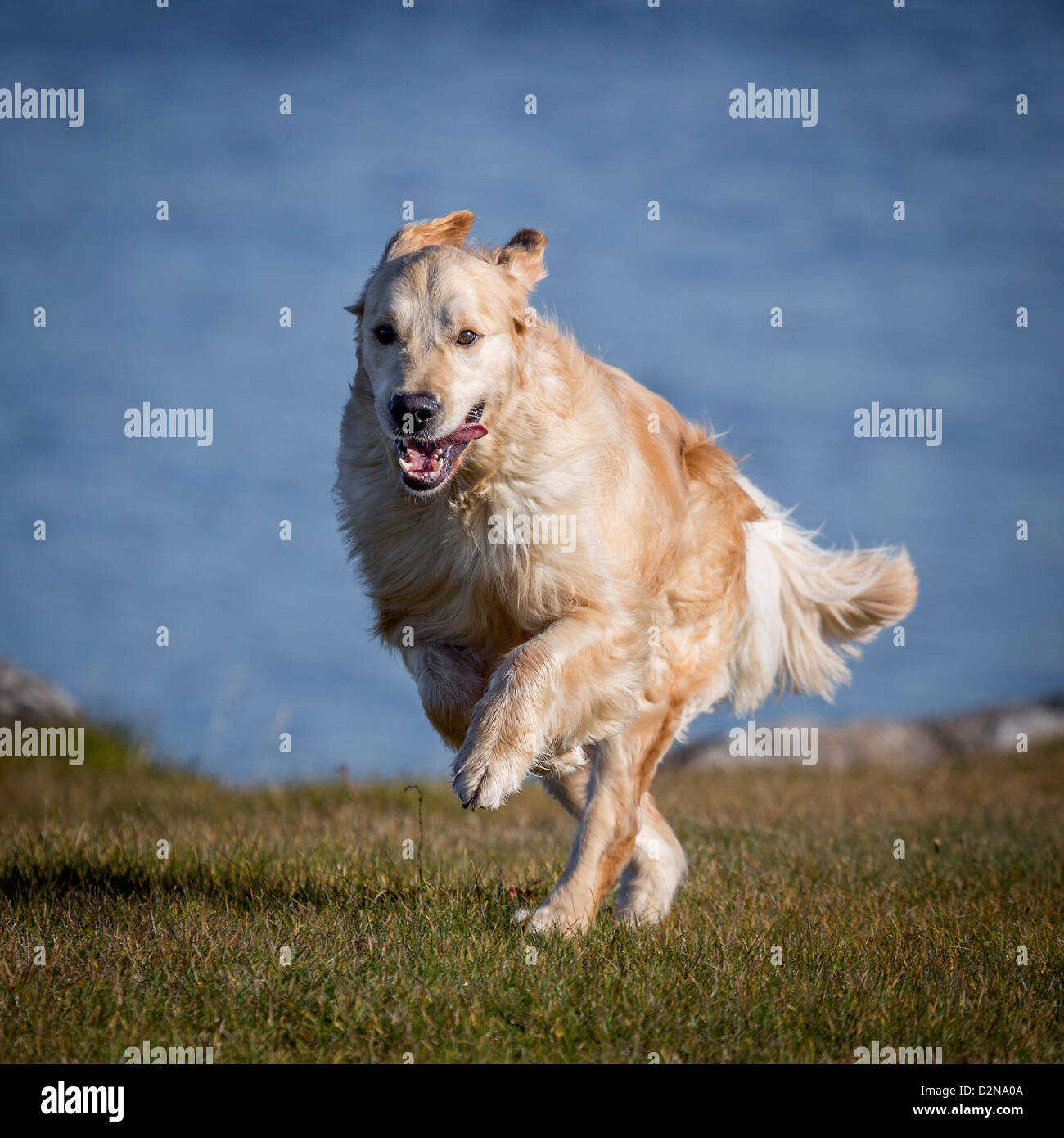 Golden Retriever girando. Macho joven perro guía para los ciegos. Foto de stock