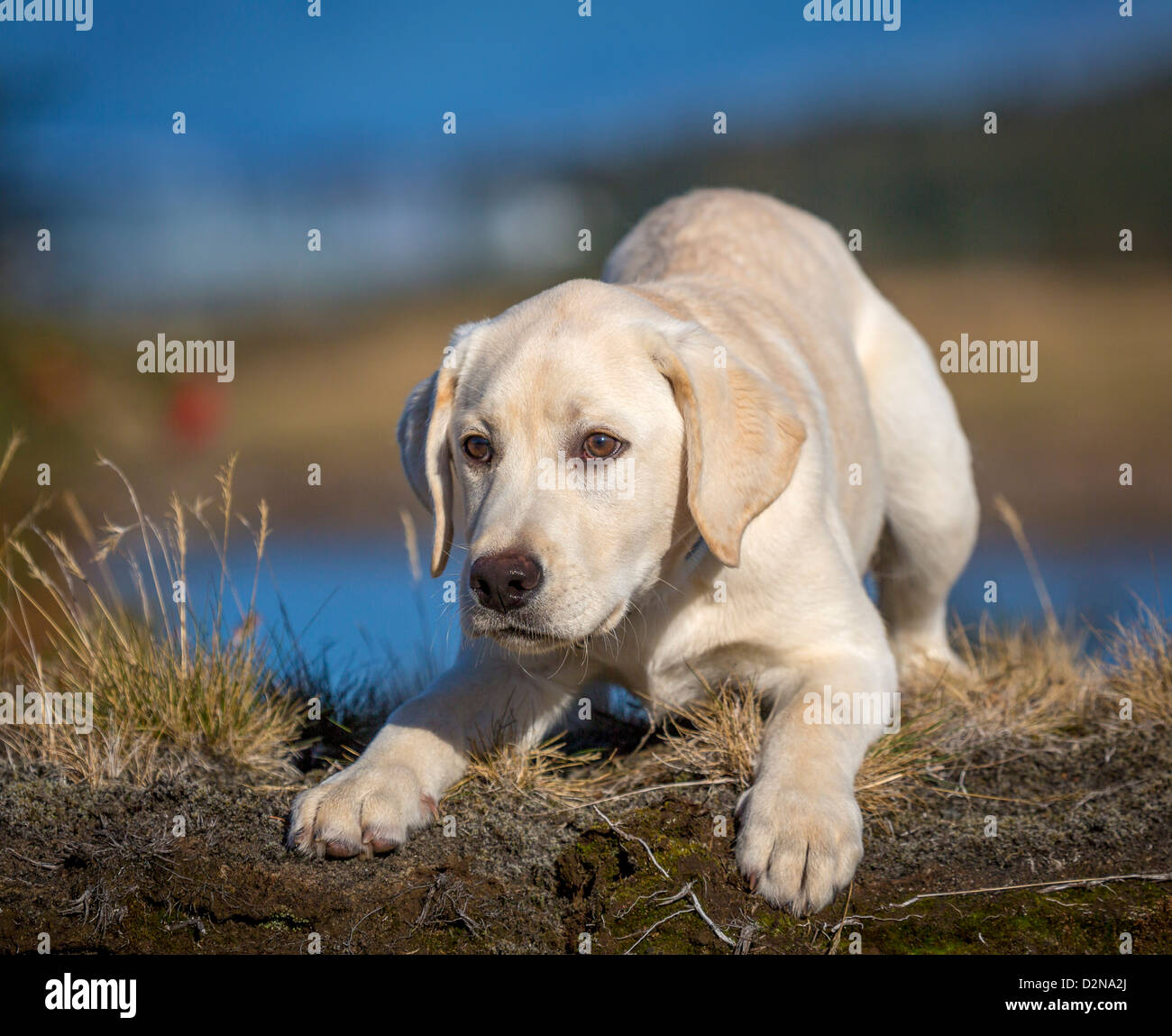 Labrador Retriever blanco cachorro. Macho perro guía para los ciegos Foto de stock