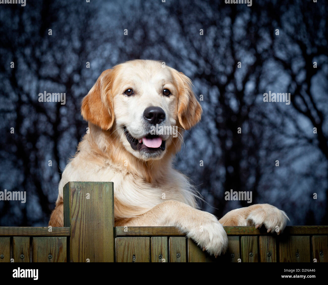 Golden Retriever joven por una valla. Macho perro guía para los ciegos. Foto de stock