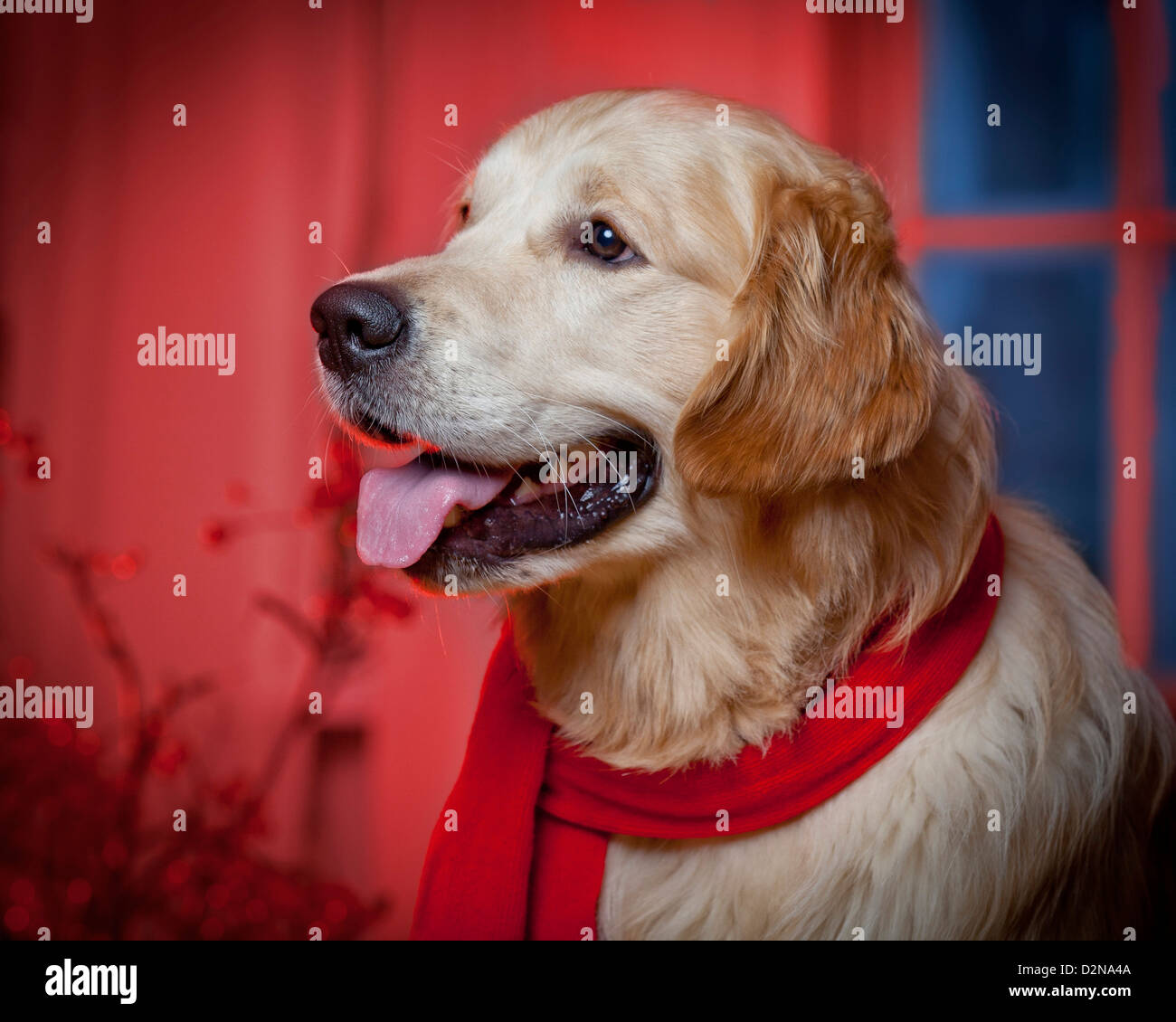 Retrato de joven Golden Retriever. Macho perro guía para los ciegos llevaba un pañuelo rojo, el tiempo de Navidad. Foto de stock
