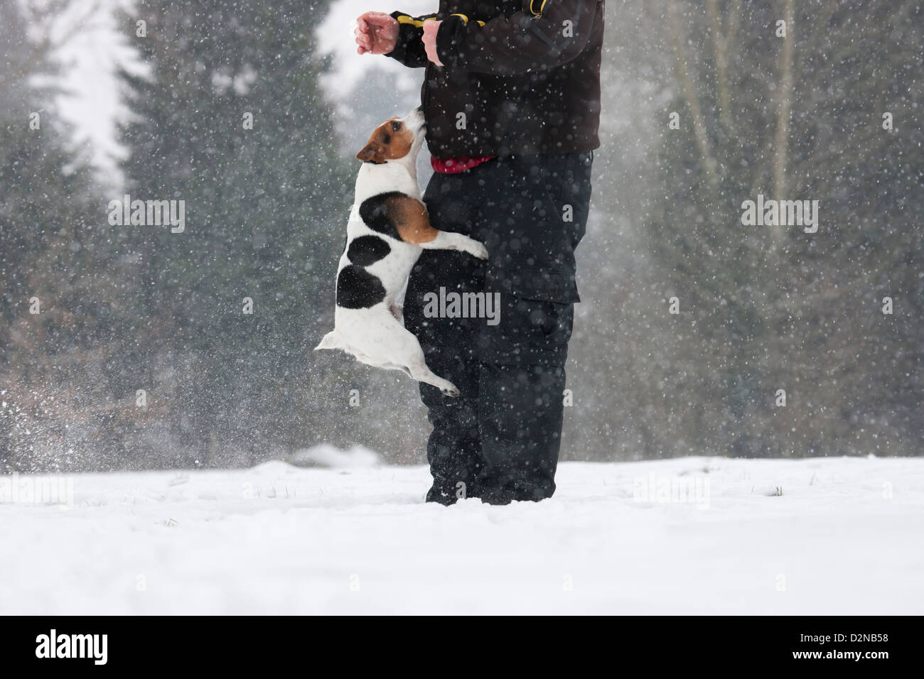 Jack Russell terrier perro saltando contra el propietario en la nieve durante las nevadas en invierno Foto de stock
