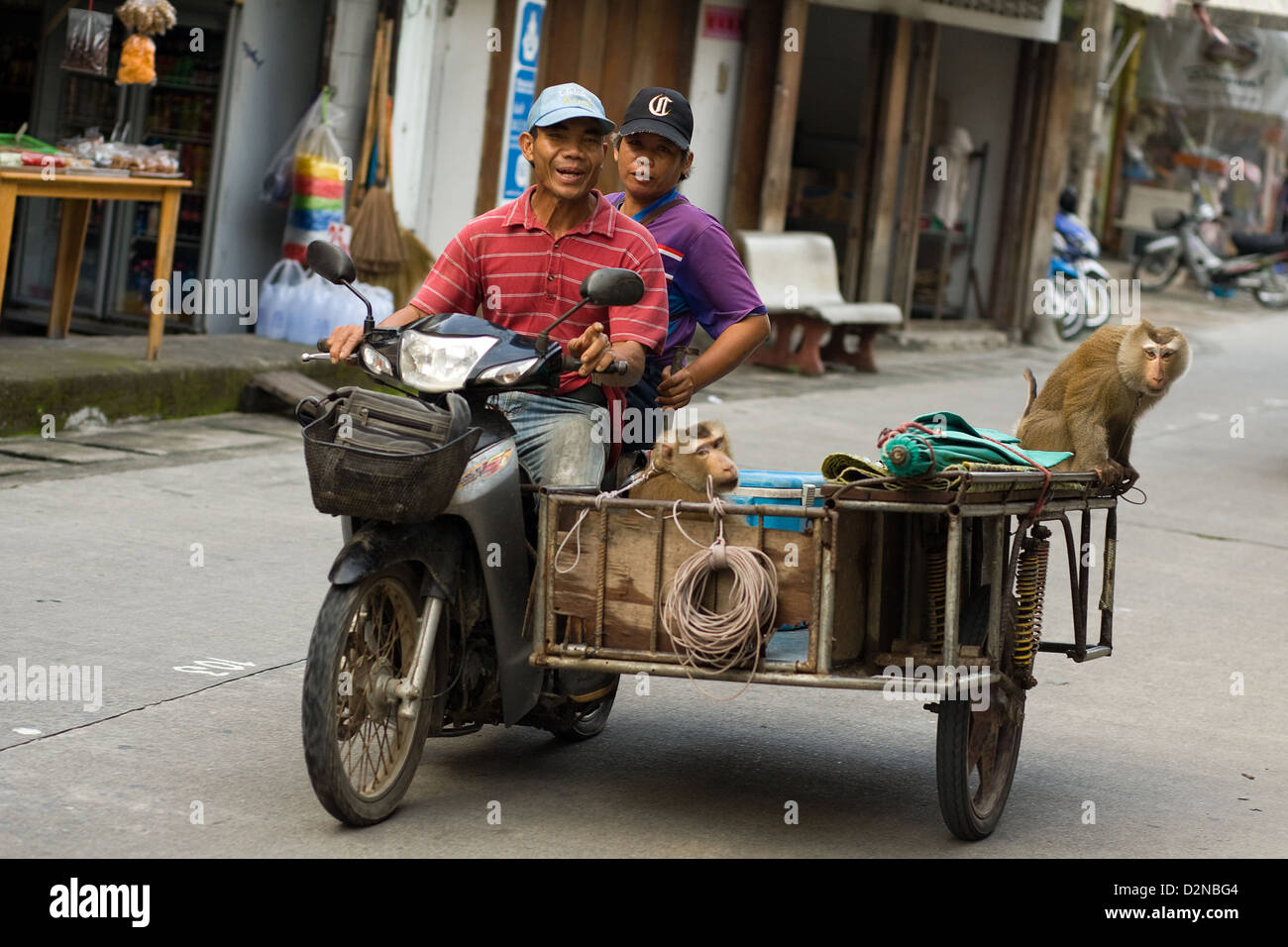 Un hombre monta un ciclomotor y sidecar con 2 monos encadenados a través de Thong Sala , Koh Phangan, Tailandia Foto de stock