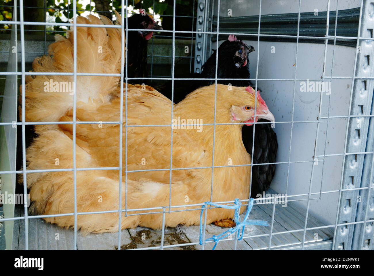 Buff y gallinas negras de Orpington en una venta de aves de corral, Gales,  Reino Unido Fotografía de stock - Alamy