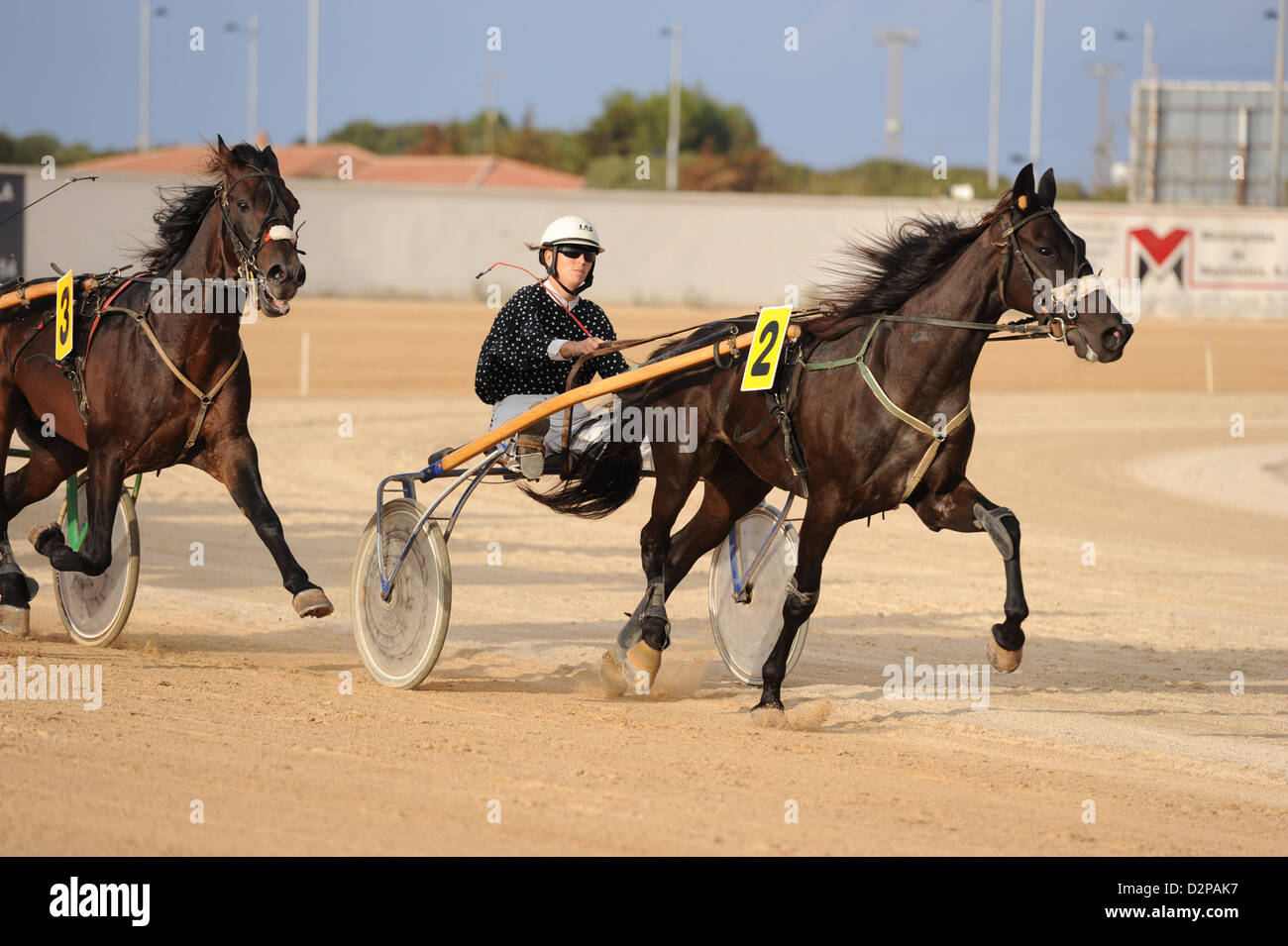 Caballo de carreras de trote, Mahón, Menorca, Islas Baleares España  Fotografía de stock - Alamy