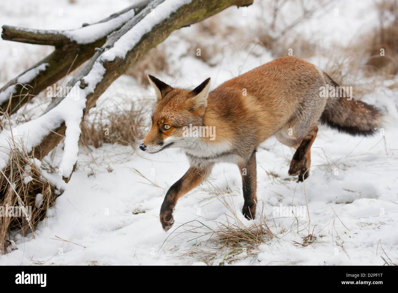 El zorro rojo (Vulpes vulpes) la caza en el bosque en la nieve en invierno Foto de stock