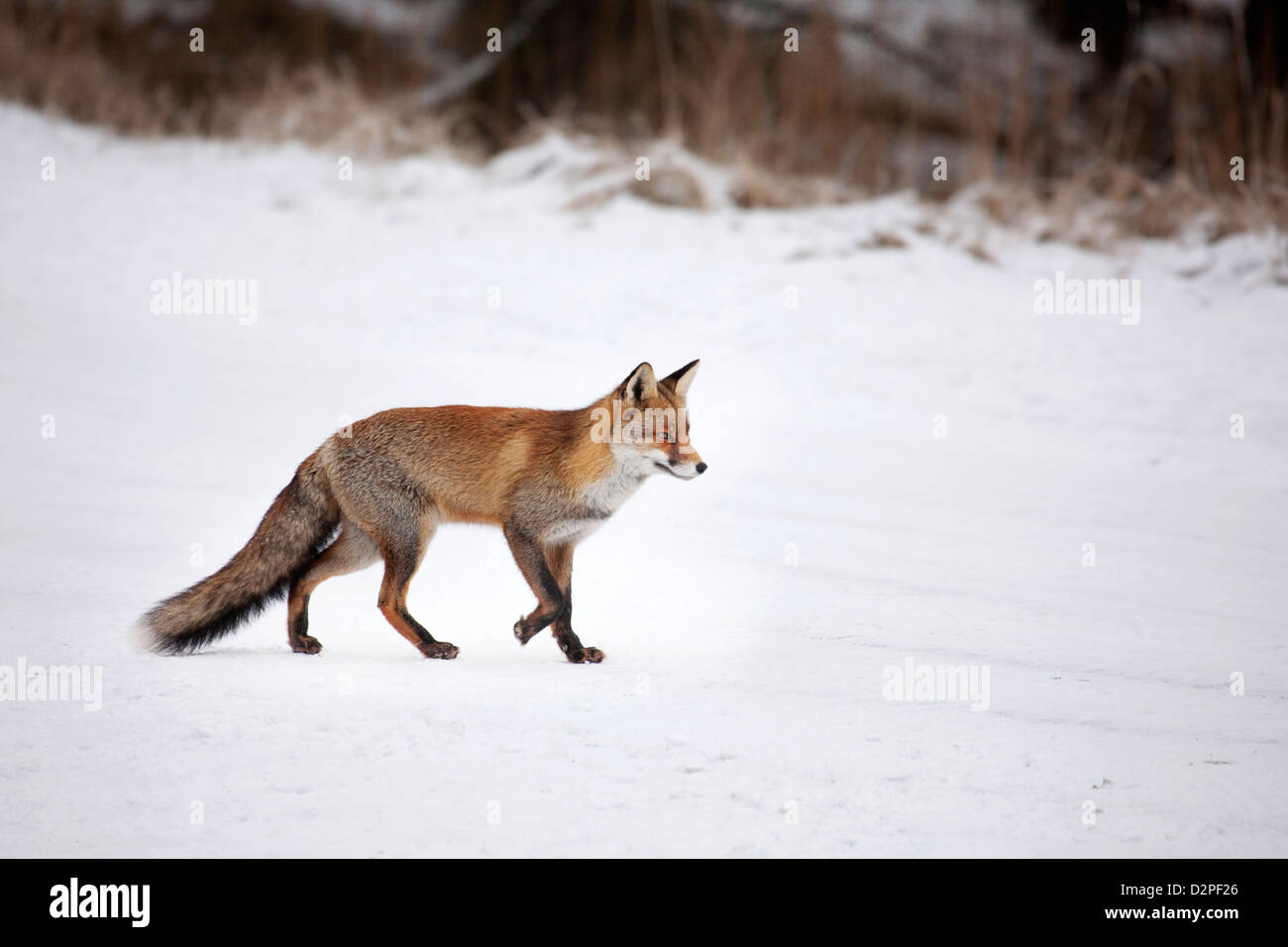 El zorro rojo (Vulpes vulpes) caza en prados cubiertos de nieve en invierno Foto de stock